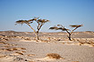 Acacia in wadi-system in coastal deserts at Gebel El Zayt, Red Sea, Egypt