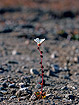 Drooping Saxifrage in NE Greenland