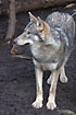 Photo ofWolf (Canis lupus). Photographer: 