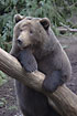Brown Bear is 170 - 250 cm (captive)