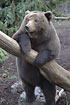 Brown Bear is 170 - 250 cm (captive)