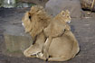 Captive lions