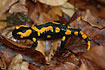 Fire Salamander on the forestfloor