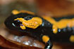The head of a Fire Salamander