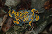Yellow-bellied Toad with yellow and black