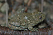 Yellow-bellied Toad 
