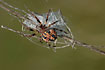 Common Reed Spider