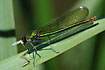 Female Banded Demoiselle eating an insect