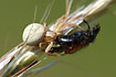 Foto af Almindelig Krabbeedderkop (Xysticus cristatus). Fotograf: 