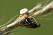 Common Crab Spider with prey