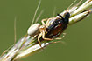 Photo ofCommon Crab Spider (Xysticus cristatus). Photographer: 