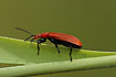 Photo ofRed-headed Cardinal Beetle (Pyrochroa serraticornis). Photographer: 