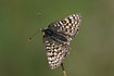 Foto af Okkergul Pletvinge (Melitaea cinxia). Fotograf: 