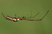 Photo ofCommon Stretch Spider (Tetragnatha extensa). Photographer: 