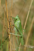 Photo ofGreat Green Bush-Cricket (Tettigonia viridissima). Photographer: 