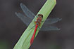Foto af Blodrd hedelibel (Sympetrum sanguineum). Fotograf: 