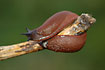 Photo ofSpanish Slug  (Arion vulgaris). Photographer: 