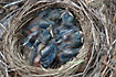 The nest of a Blacbird