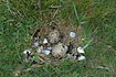 The nest of a Eurasian Oystercatcher