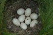 the nest of a Shoveler