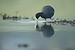 Common Coot seaching for food