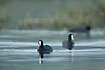 Common Coot on the wather