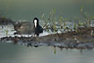 Common Coot seaching for food