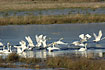 Flying Whooper Swans