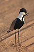 Spurwinged Plover in the late sunlight