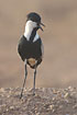 Photo ofSpurwinged Plover (Vanellus spinosus). Photographer: 