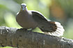 Red-eyed Dove is commen in Gambia