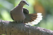 Red-eyed Dove a common Dove in Gambia