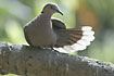 Red-eyed Dove a commen Dove in Gambia