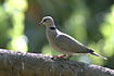 Photo ofVinaceous Dove (Streptopelia vinacea). Photographer: 