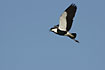 Flying Spurwinged Plover