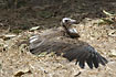 Hooded Vulture heating in the sun