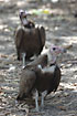 Hooded Vulture on the ground