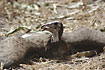 Photo ofHooded Vulture (Necrosyrtes monachus). Photographer: 