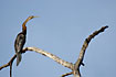 Foto af Afrikansk Slangehalsfugl (Anhinga rufa). Fotograf: 