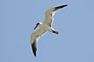 Caspian Tern seaching for food