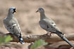 A male and a female of Namaqua Doves