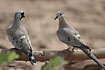 Photo ofNamaqua Dove (Oena capensis). Photographer: 