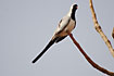 Foto af Namaquadue (Oena capensis). Fotograf: 