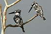 Two Pied Kingfishers