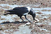 Pied Crow eating a fish