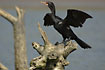 Long-Tailed Cormorant draying its wings
