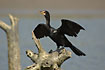 Long-Tailed Cormorant drying its Wings