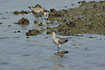 Bar-tailed Godwit in non-breeding plumage