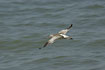 Flying Bar-tailed Godwit