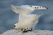 Photo ofIvory Gull (Pagophila eburnea). Photographer: 